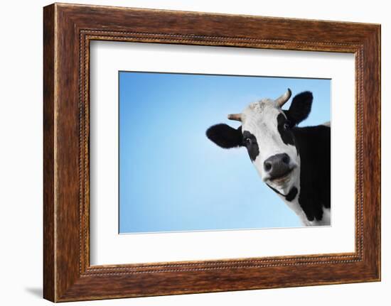 Funny Smiling Black And White Cow On Blue Clear Background-Dudarev Mikhail-Framed Photographic Print