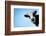 Funny Smiling Black And White Cow On Blue Clear Background-Dudarev Mikhail-Framed Photographic Print