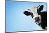 Funny Smiling Black And White Cow On Blue Clear Background-Dudarev Mikhail-Mounted Photographic Print