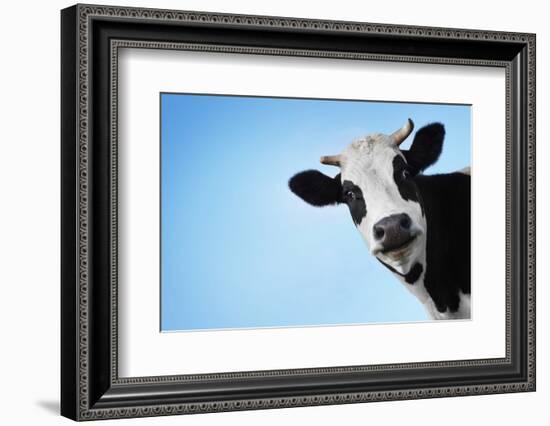 Funny Smiling Black And White Cow On Blue Clear Background-Dudarev Mikhail-Framed Photographic Print