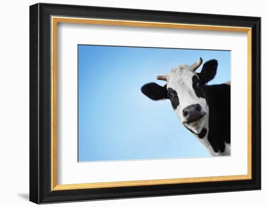 Funny Smiling Black And White Cow On Blue Clear Background-Dudarev Mikhail-Framed Photographic Print