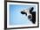 Funny Smiling Black And White Cow On Blue Clear Background-Dudarev Mikhail-Framed Photographic Print