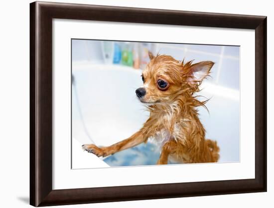 Funny Wet Chihuahua Dog in Bathroom-art nick-Framed Photographic Print