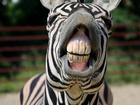 Funny Zebra Smile' Photographic Print - hammett79 Funny Zebra Smile' Photographic Print - hammett79