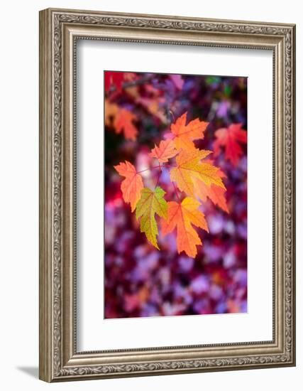 Funtime-Philippe Sainte-Laudy-Framed Photographic Print