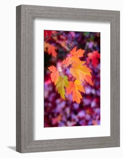 Funtime-Philippe Sainte-Laudy-Framed Photographic Print