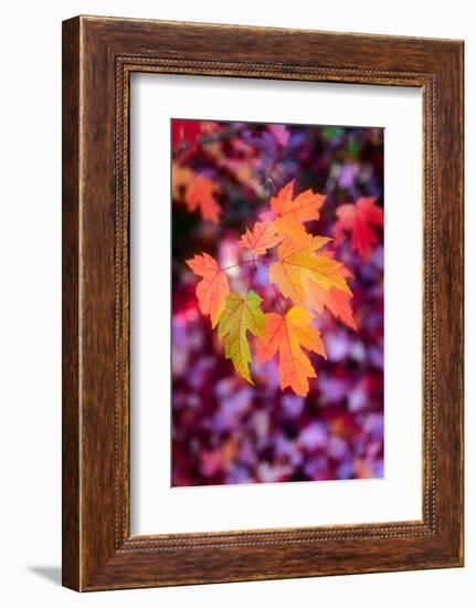 Funtime-Philippe Sainte-Laudy-Framed Photographic Print