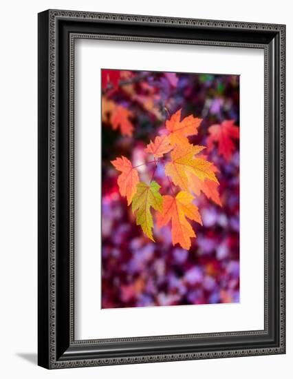 Funtime-Philippe Sainte-Laudy-Framed Photographic Print