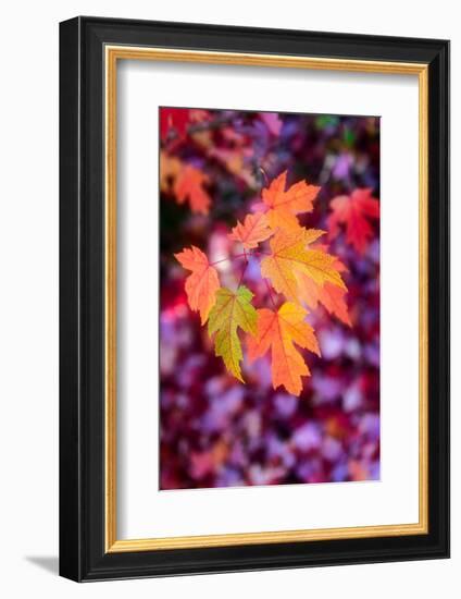 Funtime-Philippe Sainte-Laudy-Framed Photographic Print