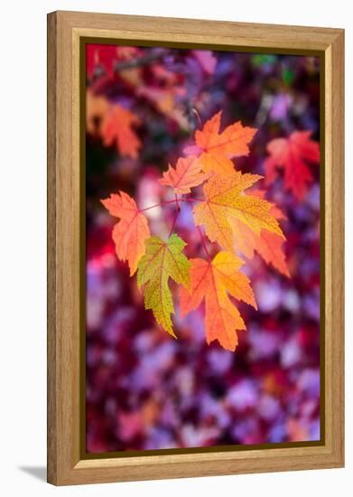 Funtime-Philippe Sainte-Laudy-Framed Premier Image Canvas