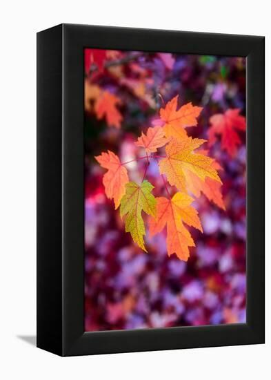 Funtime-Philippe Sainte-Laudy-Framed Premier Image Canvas