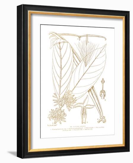 Funtumia Africana-Maria Mendez-Framed Giclee Print