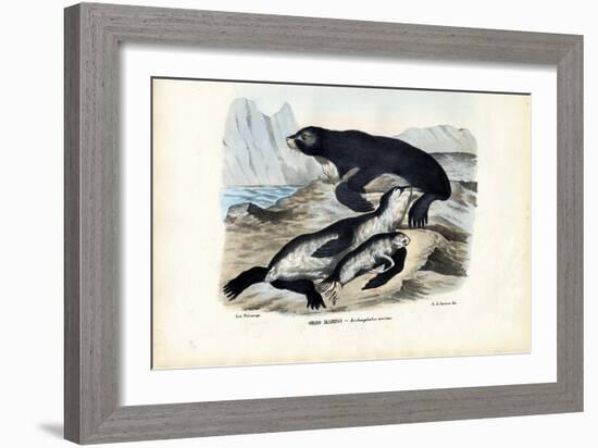 Fur Seal, 1863-79-Raimundo Petraroja-Framed Giclee Print