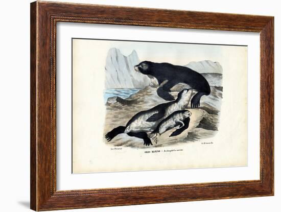 Fur Seal, 1863-79-Raimundo Petraroja-Framed Giclee Print