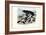 Fur Seal, 1863-79-Raimundo Petraroja-Framed Giclee Print