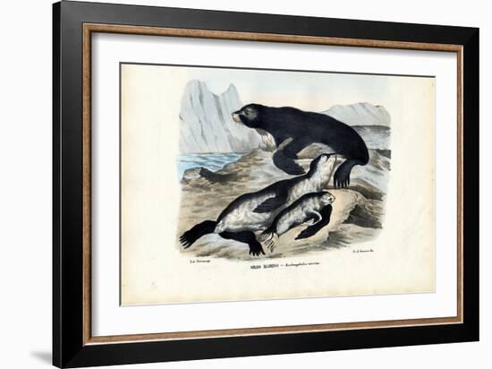 Fur Seal, 1863-79-Raimundo Petraroja-Framed Giclee Print