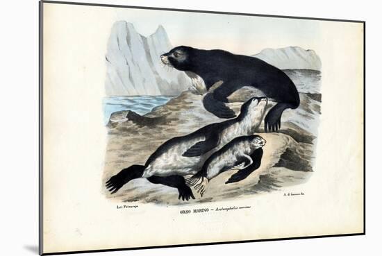 Fur Seal, 1863-79-Raimundo Petraroja-Mounted Giclee Print