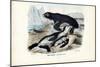 Fur Seal, 1863-79-Raimundo Petraroja-Mounted Giclee Print