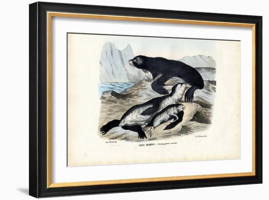 Fur Seal, 1863-79-Raimundo Petraroja-Framed Giclee Print