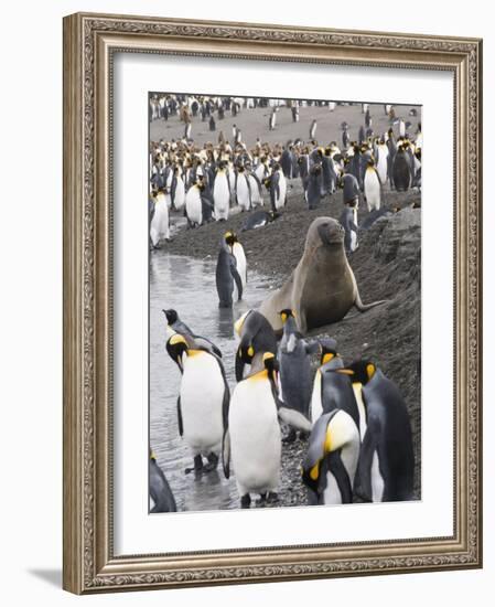 Fur Seal and King Penguins, St. Andrews Bay, South Georgia, South Atlantic-Robert Harding-Framed Photographic Print