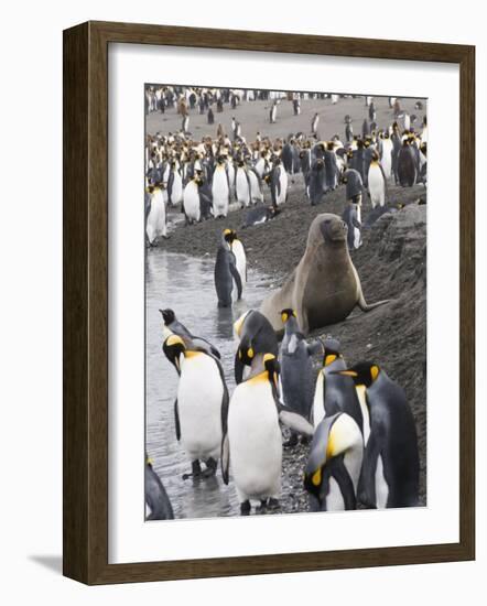 Fur Seal and King Penguins, St. Andrews Bay, South Georgia, South Atlantic-Robert Harding-Framed Photographic Print