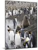 Fur Seal and King Penguins, St. Andrews Bay, South Georgia, South Atlantic-Robert Harding-Mounted Photographic Print