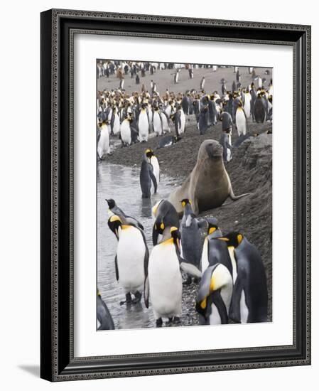 Fur Seal and King Penguins, St. Andrews Bay, South Georgia, South Atlantic-Robert Harding-Framed Photographic Print