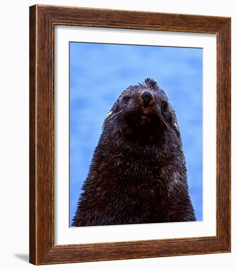 Fur Seal, Antarctica-Charles Glover-Framed Art Print