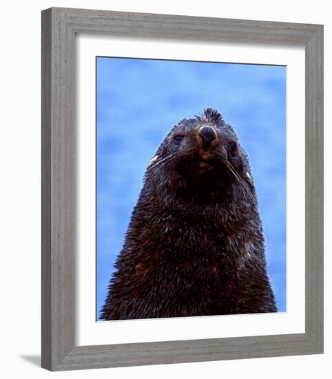 Fur Seal, Antarctica-Charles Glover-Framed Art Print