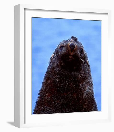 Fur Seal, Antarctica-Charles Glover-Framed Art Print