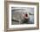 Fur seal pup. Gold Harbor, South Georgia Islands.-Tom Norring-Framed Photographic Print