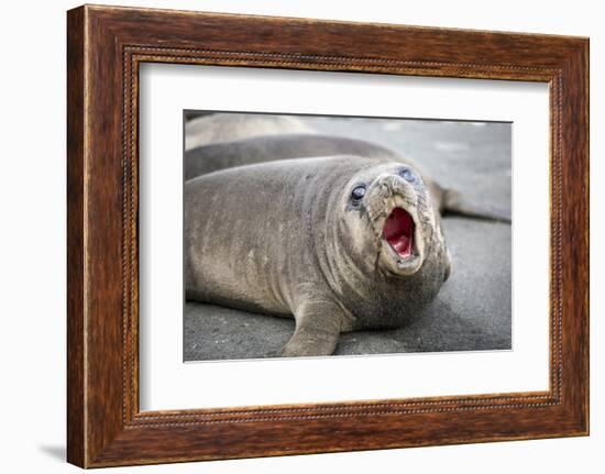 Fur seal pup. Gold Harbor, South Georgia Islands.-Tom Norring-Framed Photographic Print