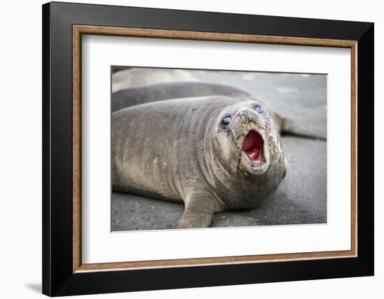 Fur seal pup. Gold Harbor, South Georgia Islands.-Tom Norring-Framed Photographic Print