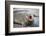 Fur seal pup. Gold Harbor, South Georgia Islands.-Tom Norring-Framed Photographic Print