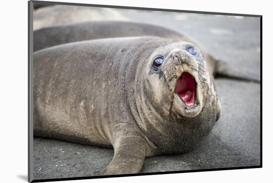 Fur seal pup. Gold Harbor, South Georgia Islands.-Tom Norring-Mounted Photographic Print