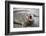 Fur seal pup. Gold Harbor, South Georgia Islands.-Tom Norring-Framed Photographic Print