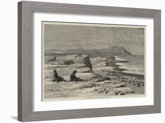 Fur Seal Rookery in the Pribylov Islands-null-Framed Giclee Print