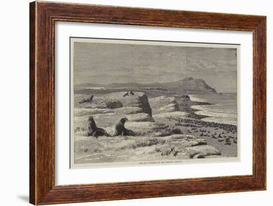 Fur Seal Rookery in the Pribylov Islands-null-Framed Giclee Print