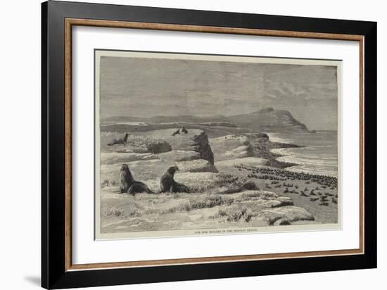 Fur Seal Rookery in the Pribylov Islands-null-Framed Giclee Print