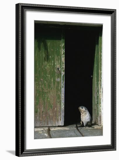 Fur Seal Standing in Doorway-Paul Souders-Framed Photographic Print