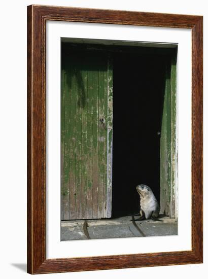 Fur Seal Standing in Doorway-Paul Souders-Framed Photographic Print