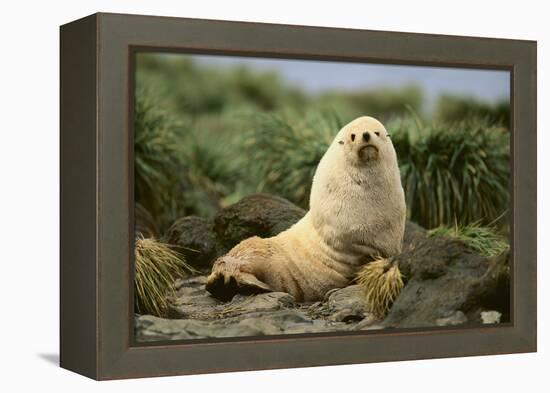 Fur Seal-DLILLC-Framed Premier Image Canvas