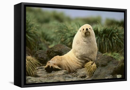 Fur Seal-DLILLC-Framed Premier Image Canvas