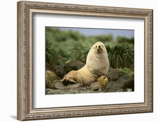 Fur Seal-DLILLC-Framed Photographic Print