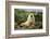 Fur Seal-DLILLC-Framed Photographic Print