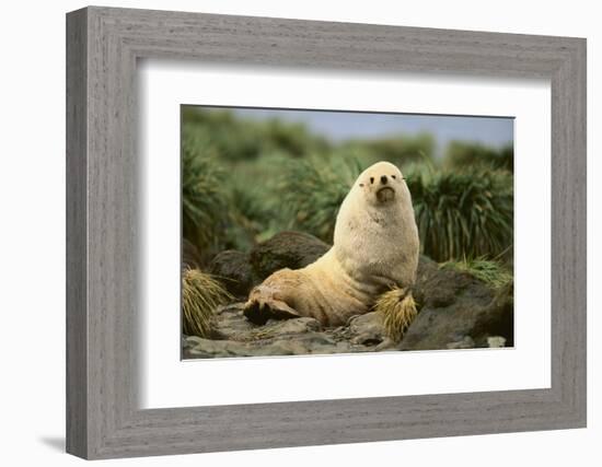 Fur Seal-DLILLC-Framed Photographic Print