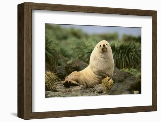 Fur Seal-DLILLC-Framed Photographic Print