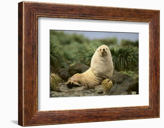 Fur Seal-DLILLC-Framed Photographic Print