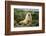 Fur Seal-DLILLC-Framed Photographic Print