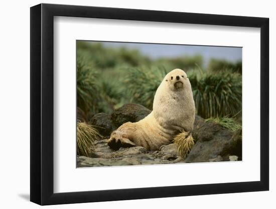 Fur Seal-DLILLC-Framed Photographic Print